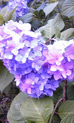 紫陽花の画像1